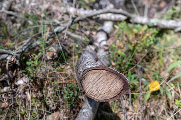 Cut branches in the forest. Branches of trees and resin in a coniferous stand.