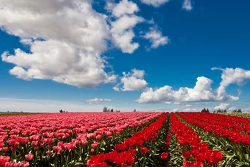 Gordijnen Red and pink tulips blooming in a field in Mount Vernon, Washington © paulacobleigh