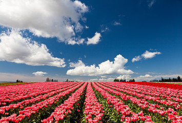 Red and pink tulips blooming in a field in Mount Vernon, Washington
