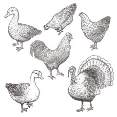 Fototapeta na wymiar Collection of farm poultry. Vector eps10 isolated illustrations.