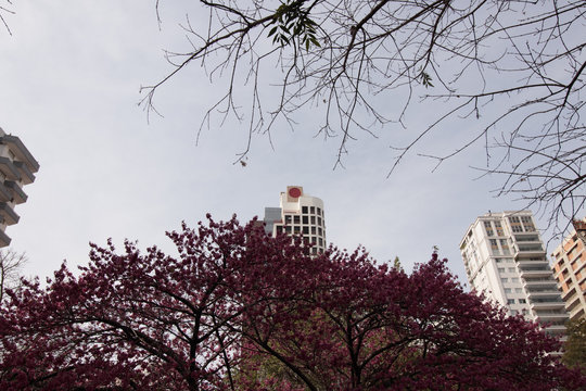 Pra&ccedil;a japonesa em Curtiba