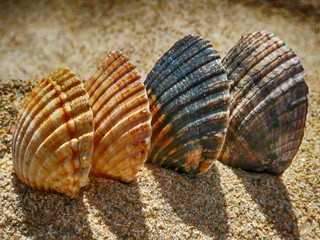 CONCHAS DE MAR