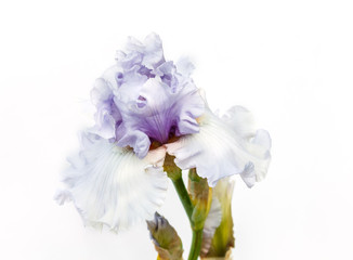 Beautiful multicolored iris flower isolated in white.