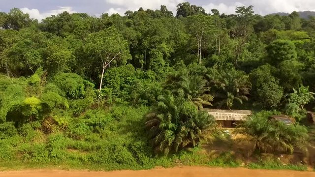 Aerial view of lush green forest in Kribi in Cameroon, west Africa. Drone moves across dirt road, past a house and up over the trees, showing horizon and hills.
