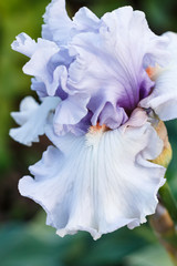 Fototapeta na wymiar Beautiful multicolored iris flower bloom in the garden.