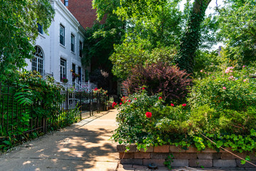 Fototapeta premium Residential Sidewalk in Chicago's Lakeview Neighborhood during Summer