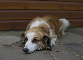 Olhar canino