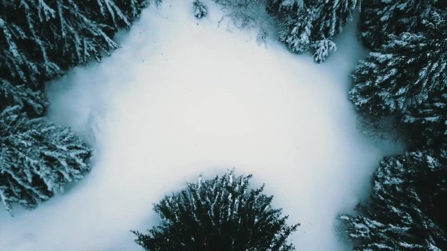 Flying over forest in the winter