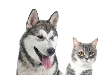 Fototapeta premium Cute Alaskan Malamute dog on white background