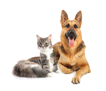 Cute cat and dog together on white background. Best friends