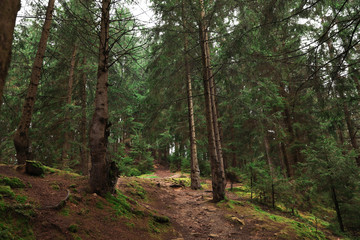 Obraz premium Picturesque view of beautiful green coniferous forest