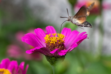 Hummingbird hawk-moth (Macroglossum stellatarum)