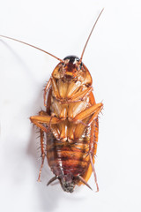 Top view of a dead cockroach isolated on white background