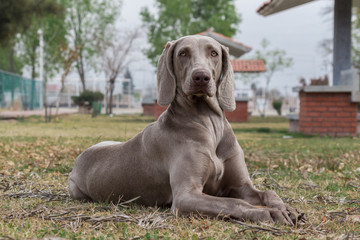 dog in park