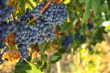 Bunches of grapes growing in vineyard on sunny day. Wine production