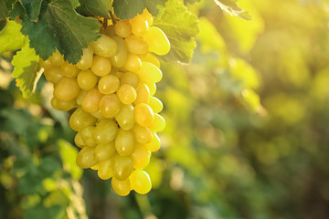 Bunch of fresh ripe juicy grapes against blurred background