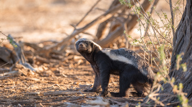 Portrait of a badger, Kgalagadi Transfrontier Park, South Africa