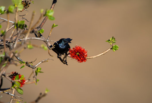 Blue-eared glossy Starling in a tree, Kwa Zulu Natal, South Africa