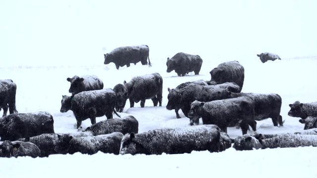 Cattle in blizzard in Montana