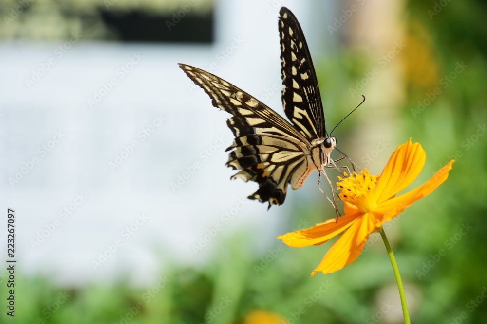 Poster swallowtail butterfly