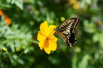 Swallowtail butterfly