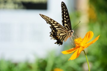 Swallowtail butterfly