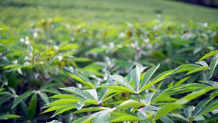 Cassava in the beautiful green countryside.