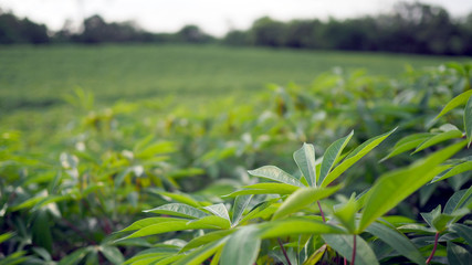 Cassava in the beautiful green countryside.