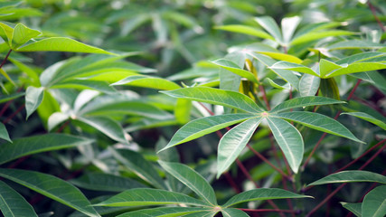 Cassava in the beautiful green countryside.