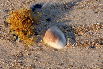 sea shell on the beach