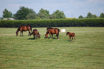 Obraz premium Thoroughbred horses grazing on a Kentucky horse farm