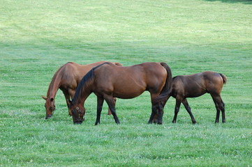 Obraz premium Thoroughbreds grazing on a horse farm