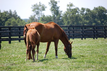 Naklejka premium Mare and foal