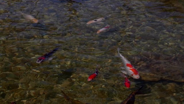 Colorful koy fish swim in a shallow artificial pond in the livestock barn at a county fair.
