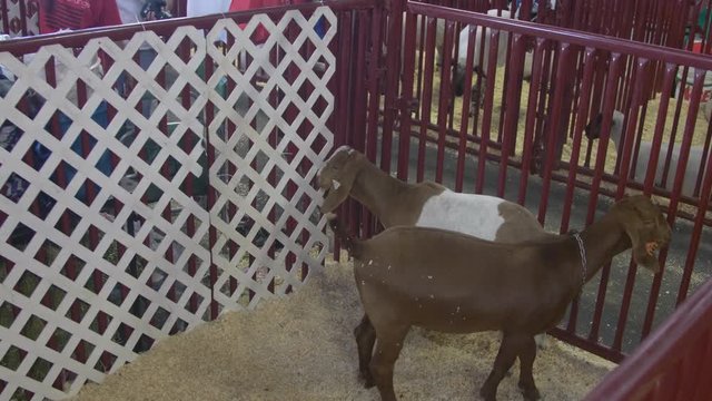 Two brown spotted goats in a pen in the livestock barn at a county fair.