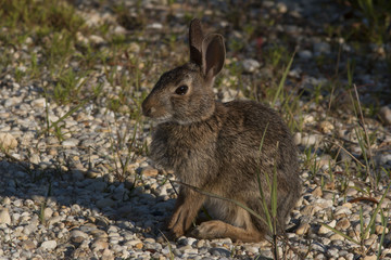Cottontail Rabbit sitting near a marsh.