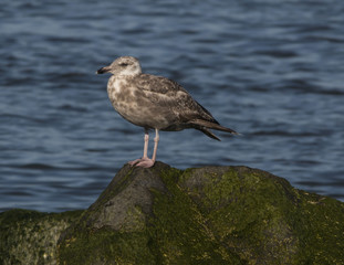 Herring Gull sitting on jetty