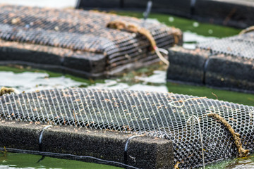 Oyster farming and oyster traps along the Damariscotta River in Maine © rabbitti