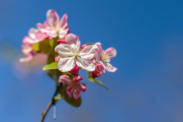 pink flowers on background of blue sky
