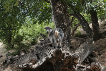 Goats and sheep in the wild forest