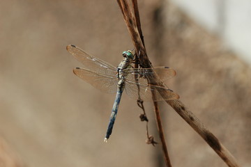 dragonfly