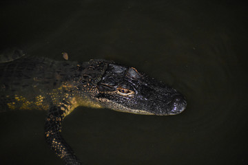 Alligator in the Bayou