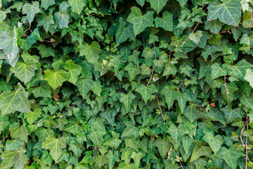 Fototapeta premium green leaves background