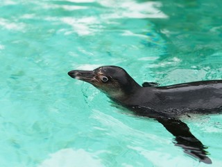 Close-up of cute penguin swiming