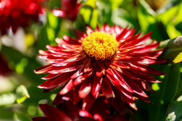 closeup of red flower