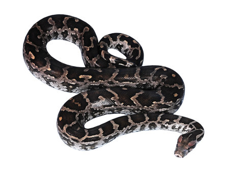 Beautiful snake Python