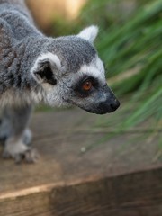 Close-up of ring tailed lemur.