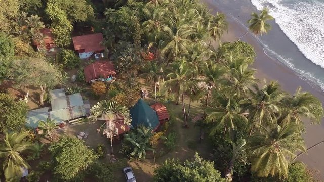 Aerial shot high up looking down on the fan shaped leaves of a Traveler&rsquo;s Palm tree, ravenala madagascariensis, on the beach of Punta Banco, Costa Rica.