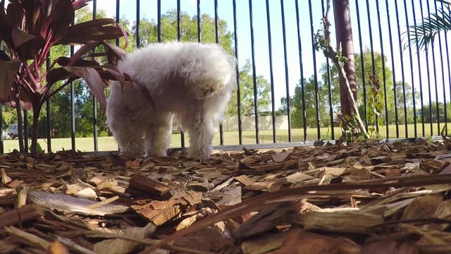 Male dog urinating/marking his territory 