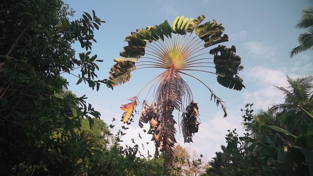 Pulling back into the foliage from the fan shaped leaves of a Traveler&rsquo;s Palm tree, ravenala madagascariensis, in Punta Banco, Costa Rica.